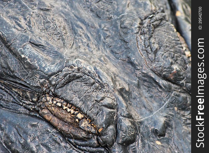 Closeup of an American Alligator at Everglades National Park in Florida. Closeup of an American Alligator at Everglades National Park in Florida.