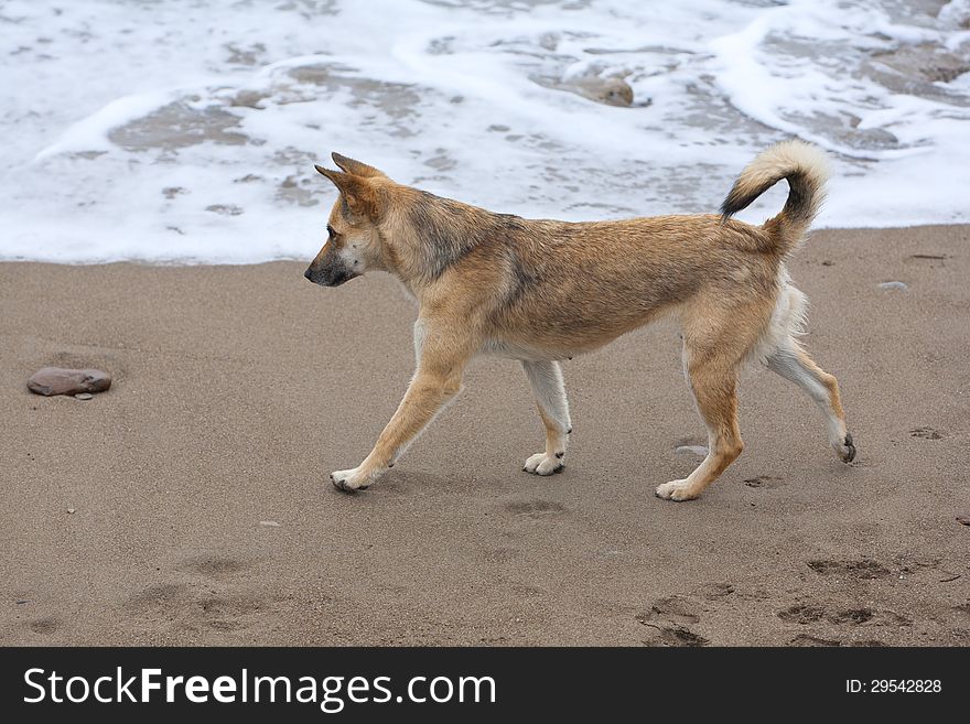 Portrait of German shepherd walking on beach. Portrait of German shepherd walking on beach