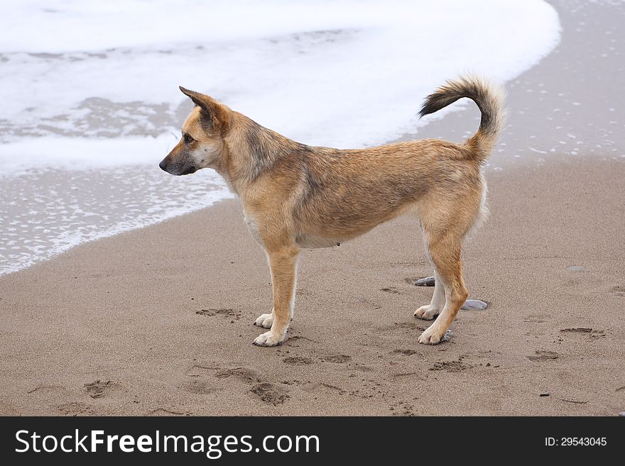 Portrait of German shepherd walking on beach. Portrait of German shepherd walking on beach