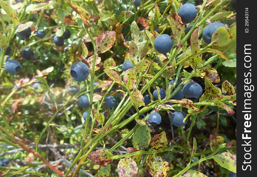 Blueberry in forest in sweden