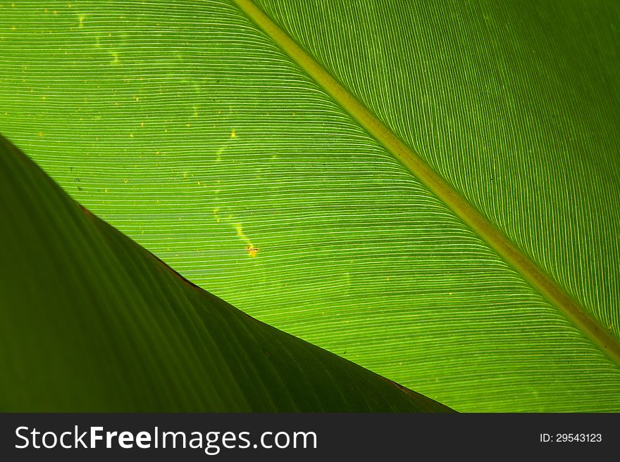 Closeup of palms leaves