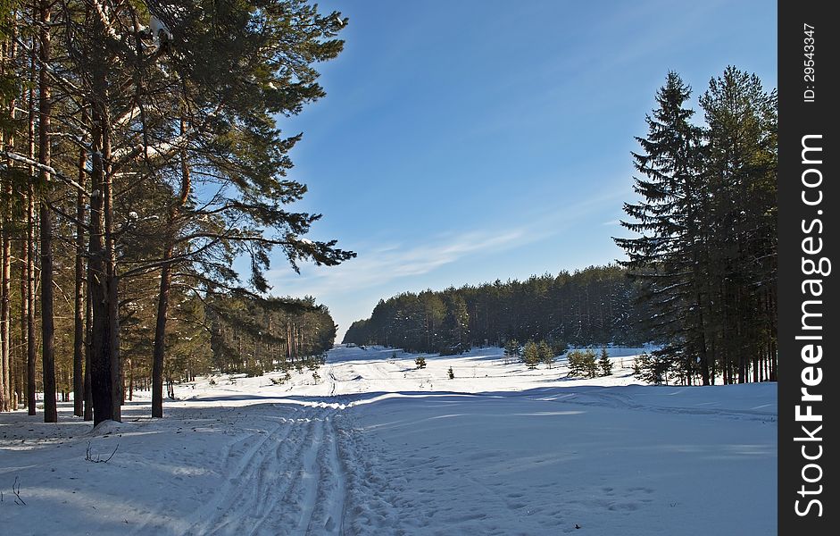 Ski Track In Winter Forest