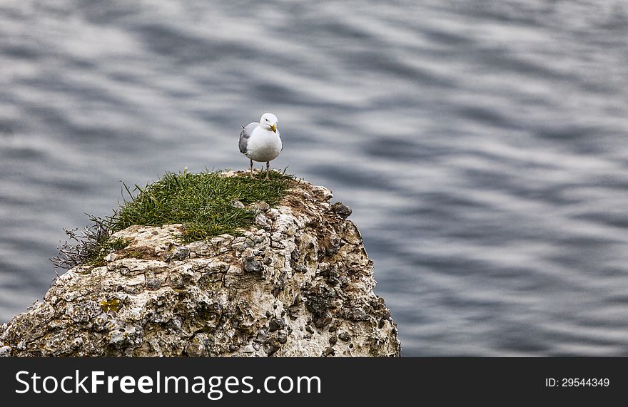 Image of The European Herring Gull (Larus argentatus) on the top of the Etretat cliff in Upper Normandy in Northern France. Image of The European Herring Gull (Larus argentatus) on the top of the Etretat cliff in Upper Normandy in Northern France.