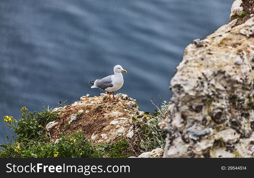 The European Herring Gull On The Etretat Cliffs