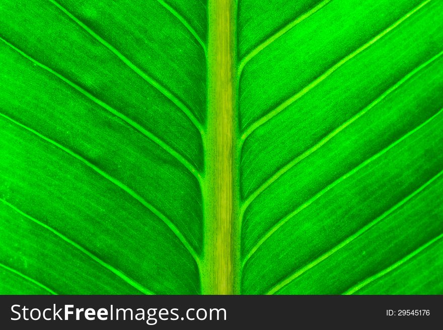 Close up view of fresh green leaf
