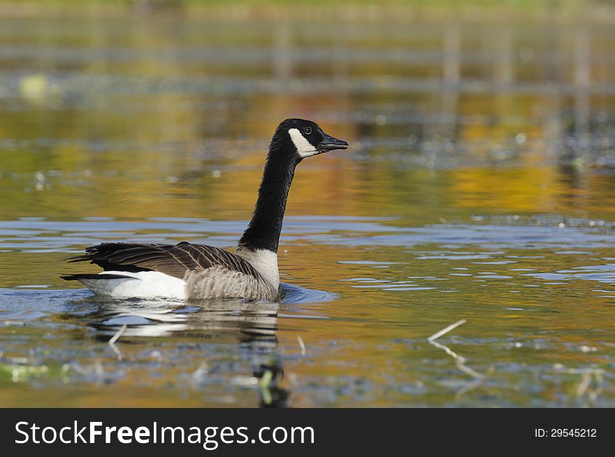 Goose And Autumn Colors