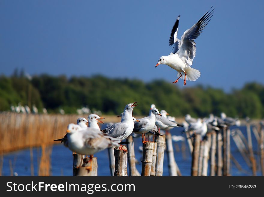 Landing Seagull along the Gulf of Thailand