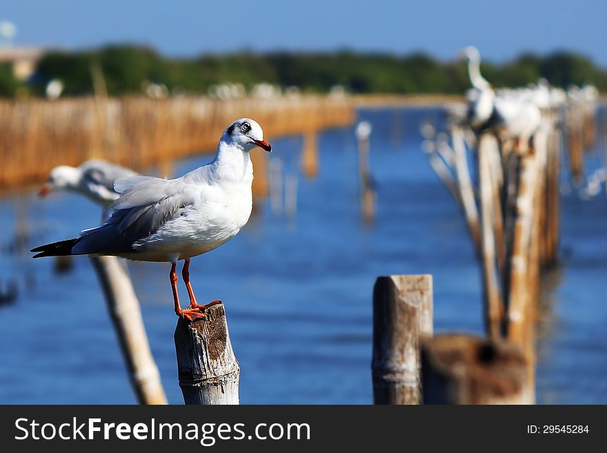 Seagull on the pole, Bangpu, Thailand
