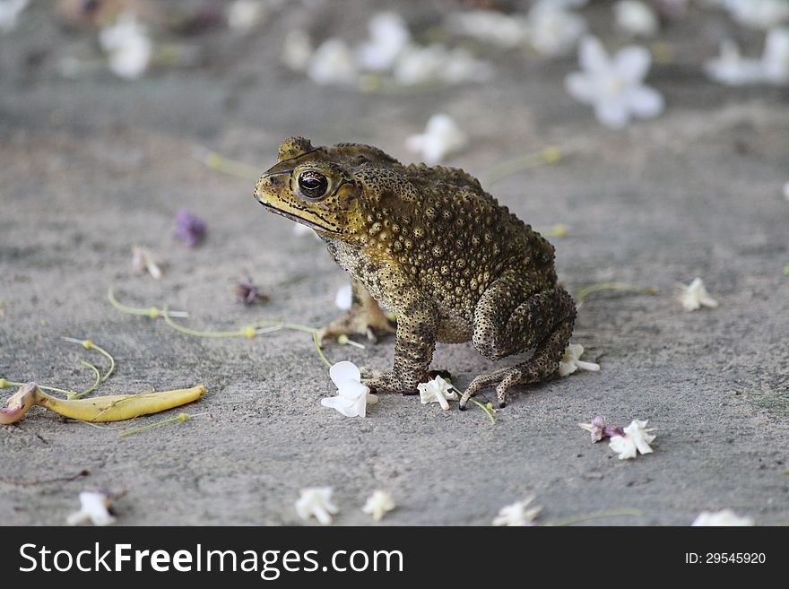 The little toad. With white flowers