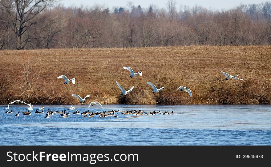 Tundra Swans And Canadian Geese