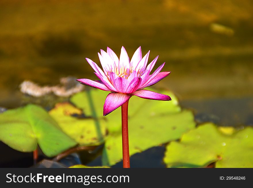 Pink lotus blossoms or water lily flowers blooming on pond. Pink lotus blossoms or water lily flowers blooming on pond