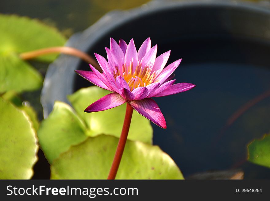 Pink lotus blossoms or water lily flowers blooming on pond. Pink lotus blossoms or water lily flowers blooming on pond