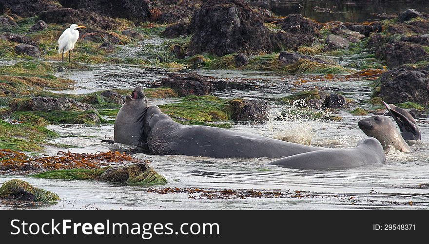 Elephant Seals Playing In Surf Watched By White Heron