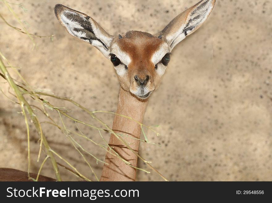 Small African Antelope Looking At Viewer. Small African Antelope Looking At Viewer