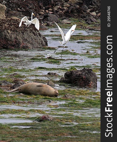 Elephant Seal laying In Surf Watched By White Flying Herons. Elephant Seal laying In Surf Watched By White Flying Herons