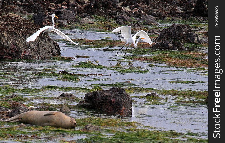 Elephant Seal laying In Surf Watched By White Flying Herons. Elephant Seal laying In Surf Watched By White Flying Herons