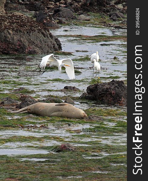 Elephant Seal laying In Surf Watched By White Herons. Elephant Seal laying In Surf Watched By White Herons