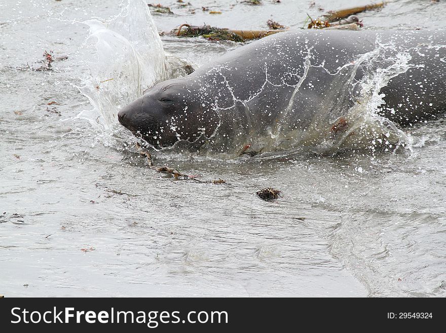 Female Elephant seal Splashing In Surf