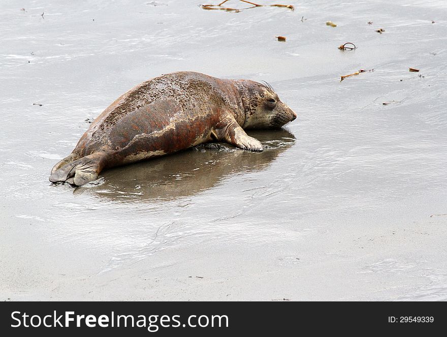 Lonely Elephant Seal Pup Reflected On Beach