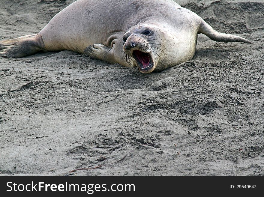 Single Female Elephant Seal With Open Mouth On Sandy Beach