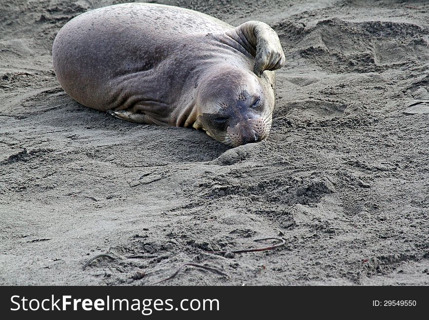 Single Female Elephant Seal Scratching Head  On Sandy Beach