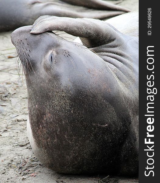 Female Elephant Seal Scratching Nose On Sandy Beach