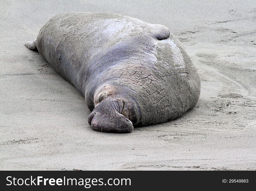 Huge Male Elephant Seal reclining On Sandy Beach