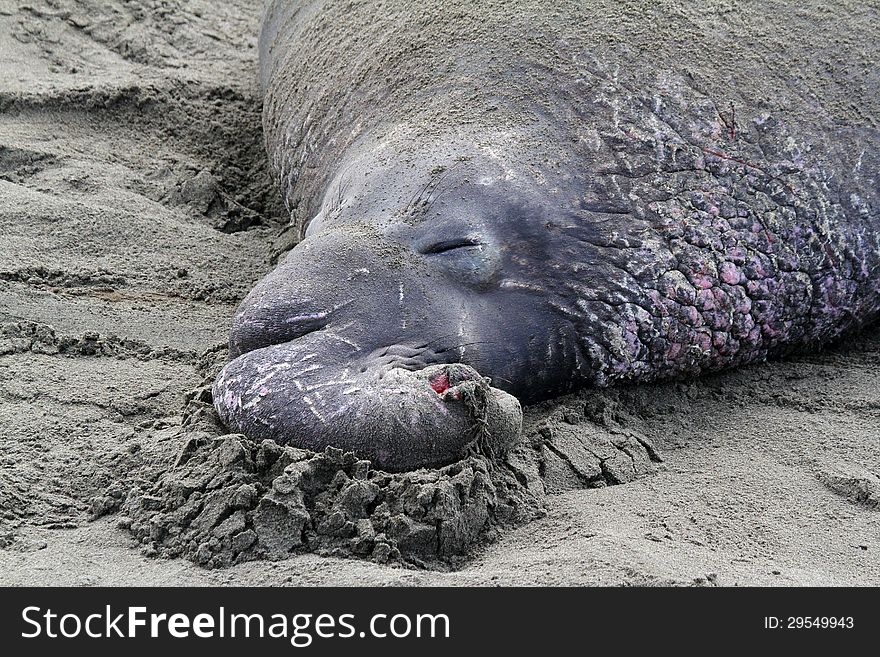 Huge Male Elephant Seal Close Up Reclining On Sandy Beach