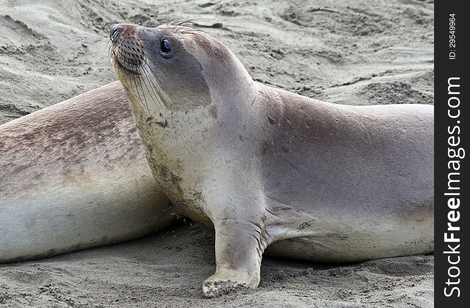 Close Up Lonely Elephant Seal Pup Resting In Sand