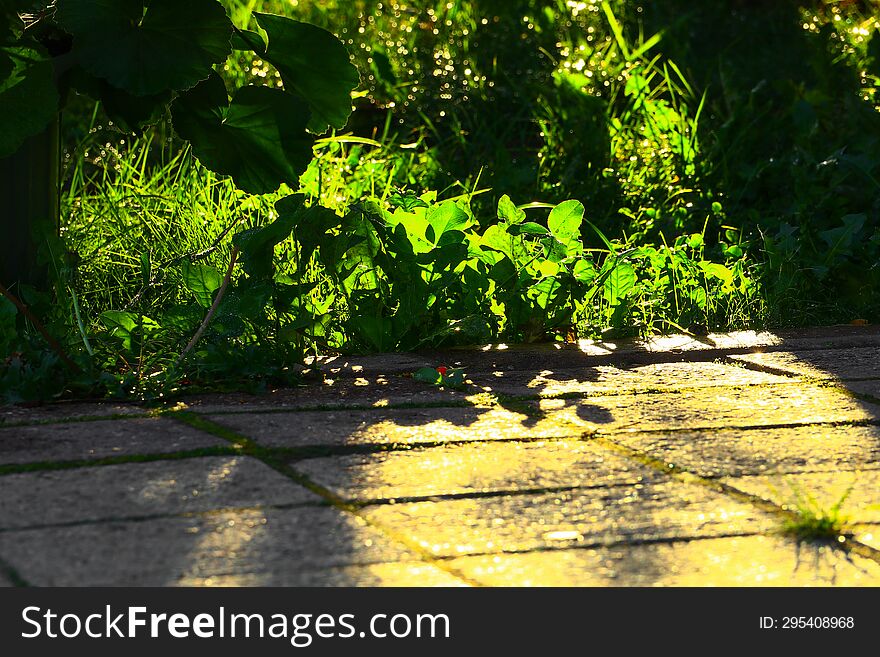 Various half-blurred green vegetation in a shady garden, brightly lit by the morning sun near granite paving stones