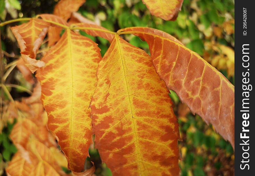 Beautiful Orange Leaves In Autumn Season.