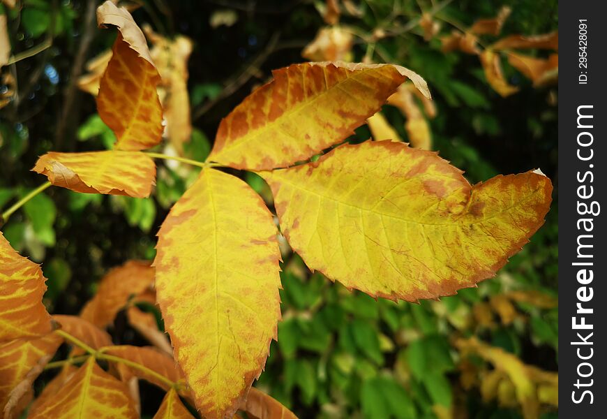 Orange vibrant leaves in autumn season