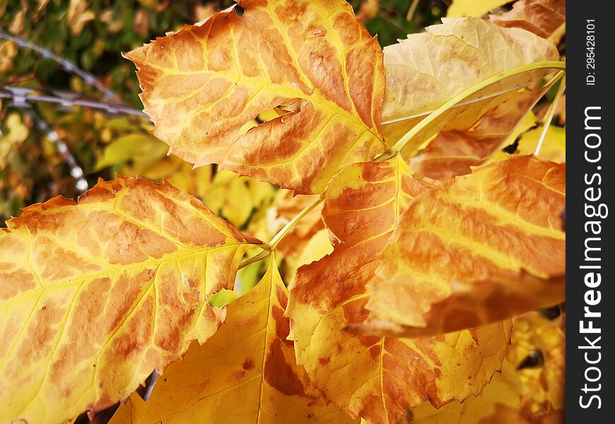Beautiful vibrant autumn season with orange leaves