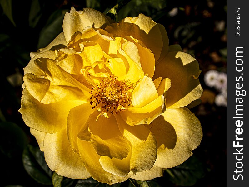 Yellow rose enjoying the sunlight