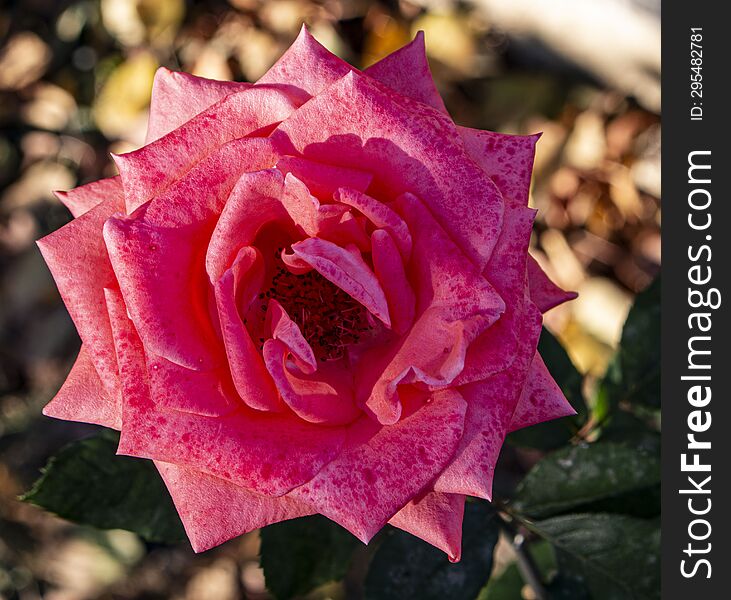Pink rose enjoying the sunlight