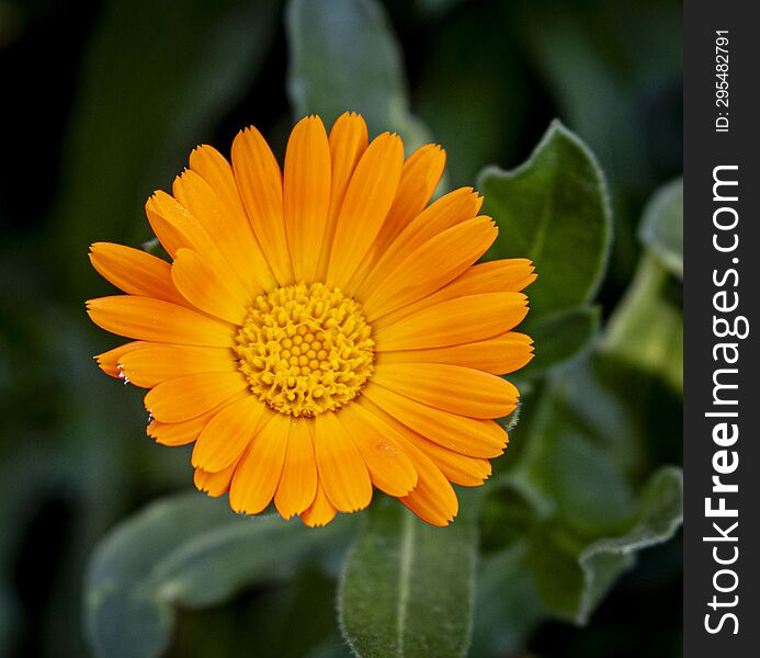 Close-up Photo Of An Orange Flower