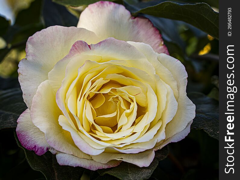 Close-up Photography Of A Yellow Pink Rose