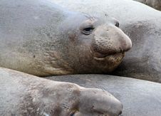 Seal Royalty Free Stock Photography
