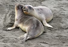 Seal Pups Stock Photography