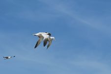 Terns In Fly Royalty Free Stock Photo