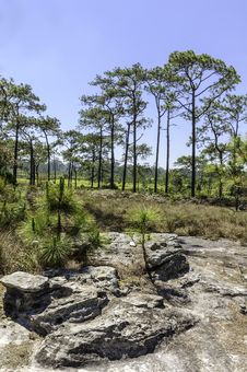 Pine Trees In The Forest With Blue Sky Royalty Free Stock Photos Pine Trees In The Forest With Blue Sky Royalty Free Stock Photos