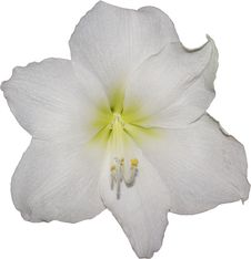 White Lilly Royalty Free Stock Photography