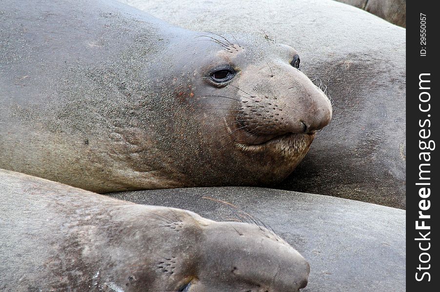 Female Elephant Seal Head Detail On Sandy Beach