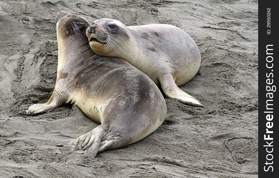 Two Affectionate Elephant Seal Pups Resting In Sand