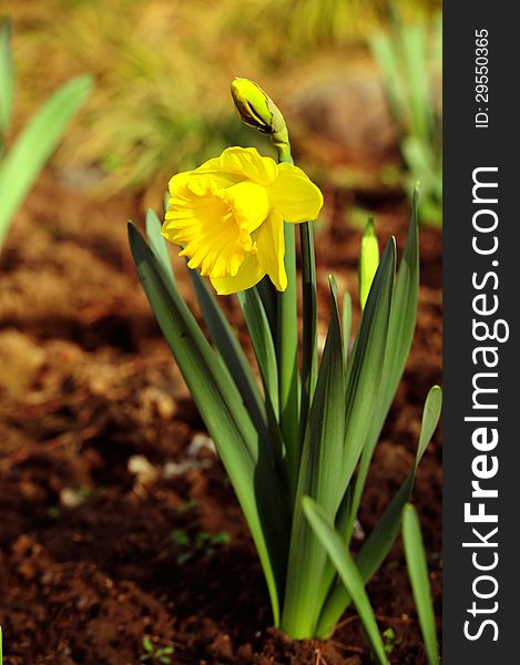 Bloom of Narcissus pseudonarcissus In the sun. Bloom of Narcissus pseudonarcissus In the sun