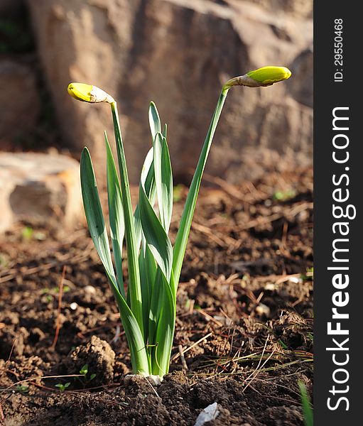 Flower   Of  Narcissus Pseudonarcissus