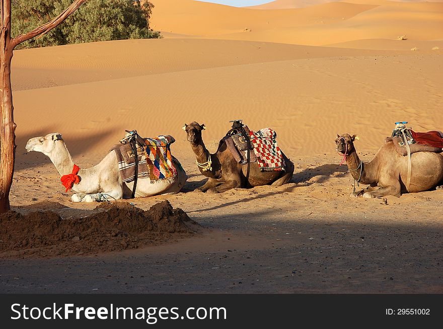 Camel is sitting in the Sahara Desert, Morocco. Camel is sitting in the Sahara Desert, Morocco