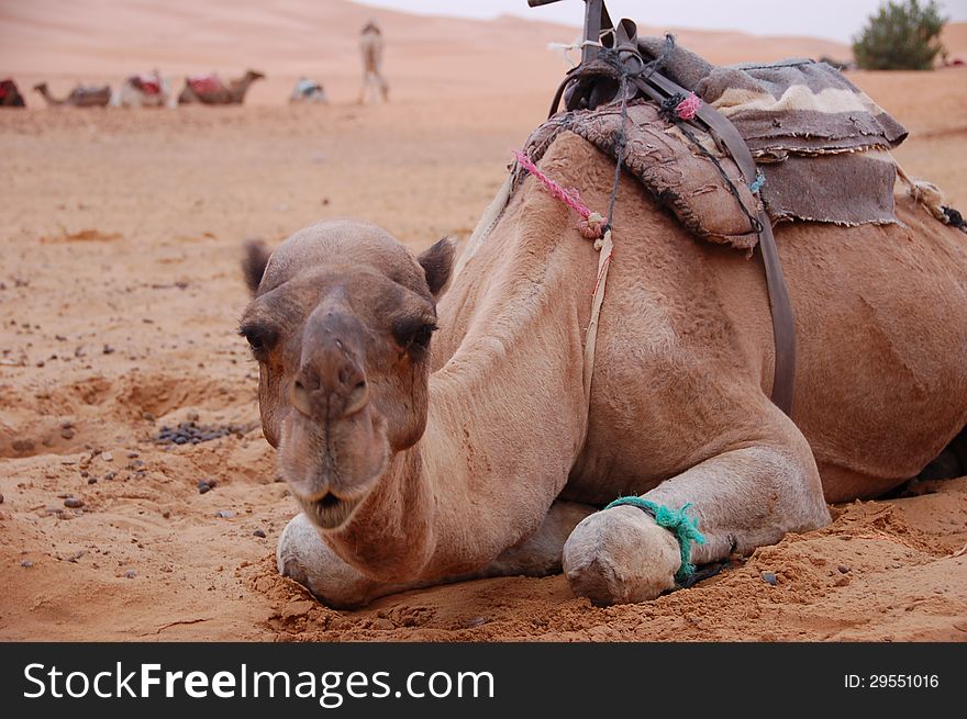 Camel is sitting in desert, Morocco. Camel is sitting in desert, Morocco