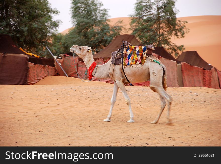 Camel in the Sahara Desert, Morocco