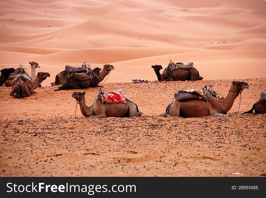 Camel is sitting in the Sahara Desert, Morocco. Camel is sitting in the Sahara Desert, Morocco